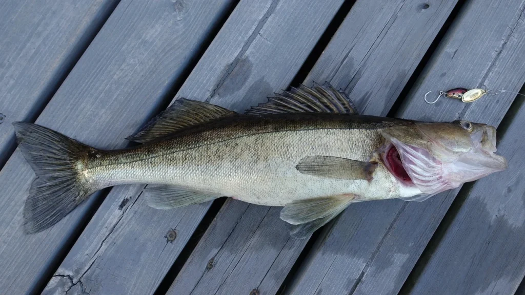 walleye 5945560 1280