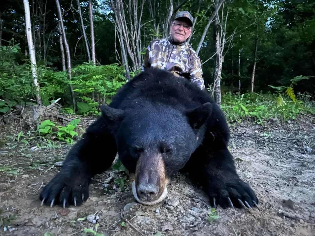 chasse ours