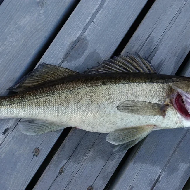 walleye-5945560_1280